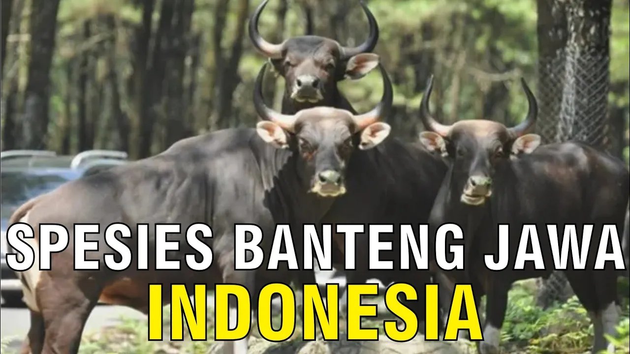 
                                 Populasi-Banteng-Jawa-Indonesia-Di-Taman-Margasatwa-Ragunan